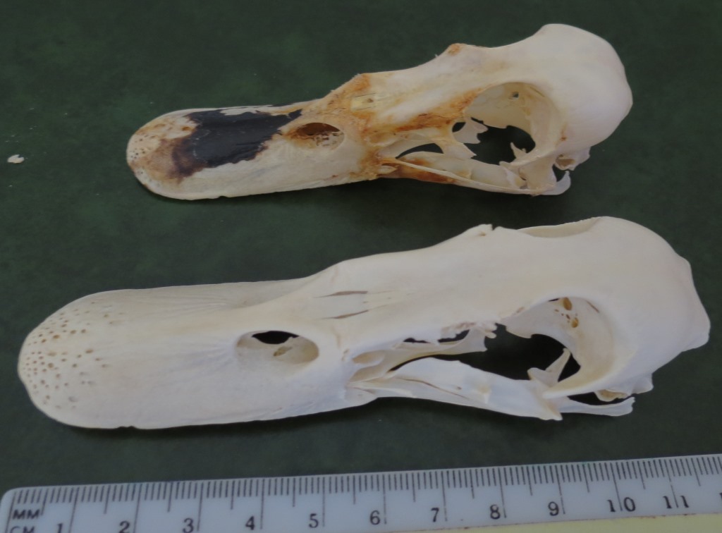 Cranio di Anatide da identificare