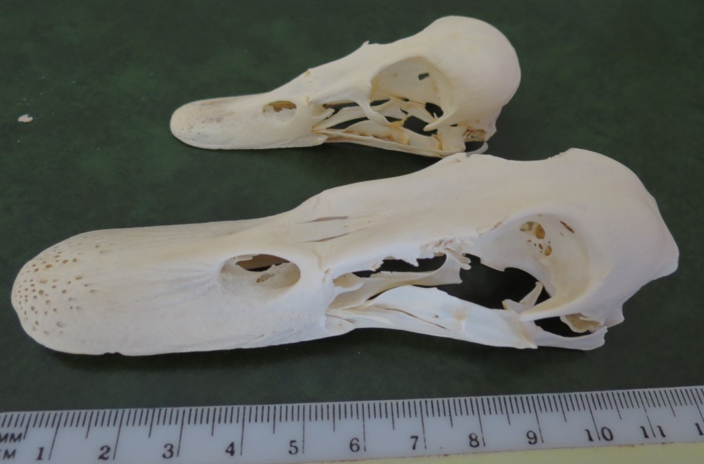 Cranio di Anatide da identificare