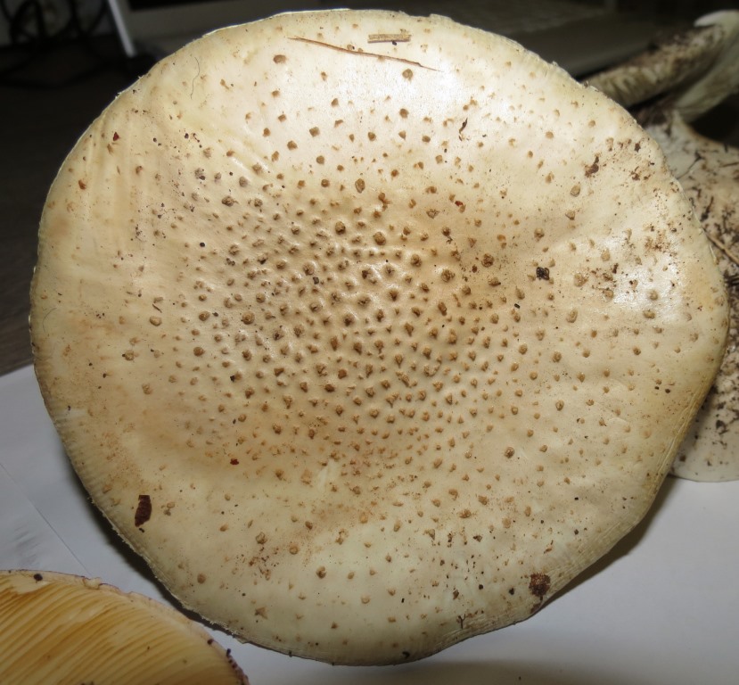 Fungo da identificare