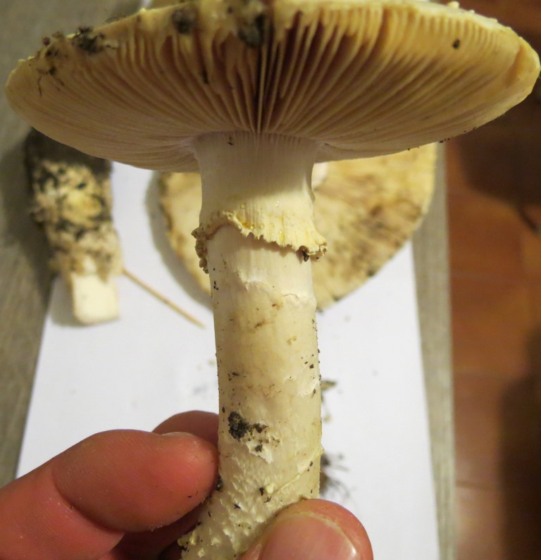 Fungo da identificare