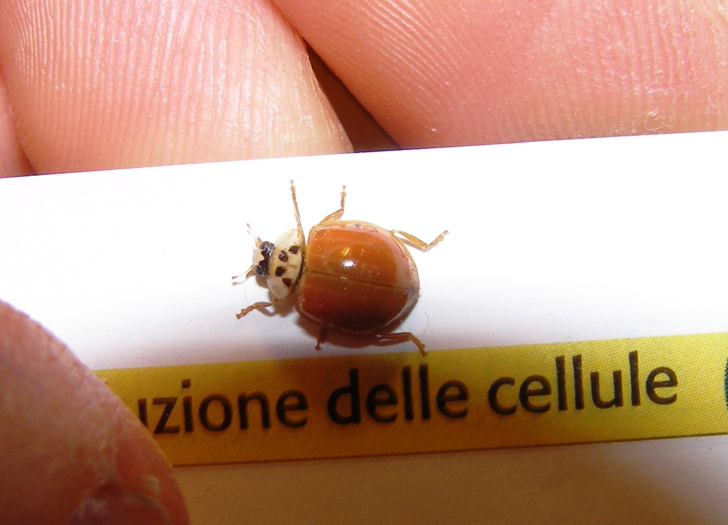 Harmonia axyridis forma unicolore