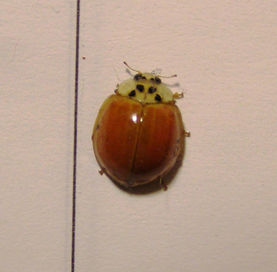 Harmonia axyridis forma unicolore