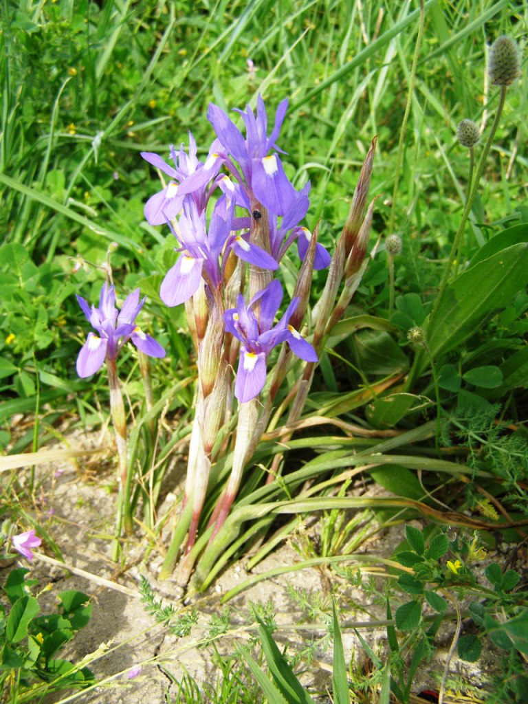 Gargano : Moraea sisyrinchium