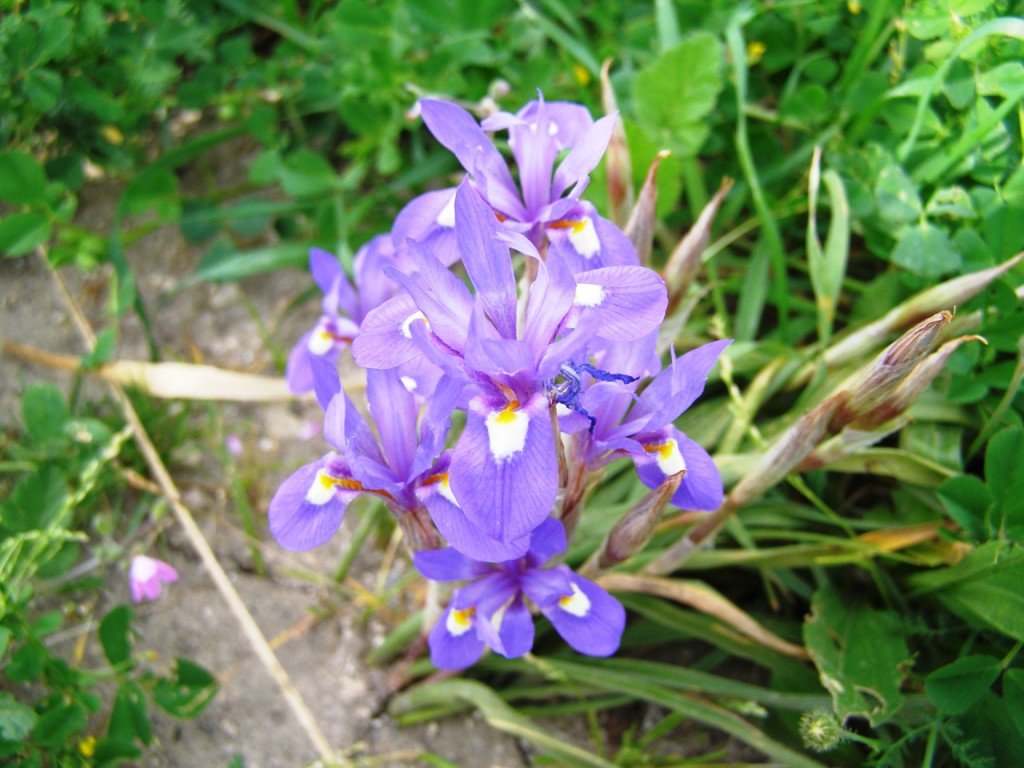 Gargano : Moraea sisyrinchium