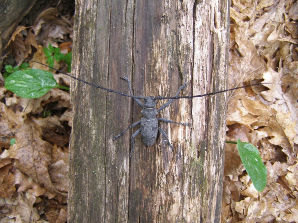 Cerambicide garganico 1: Morimus asper