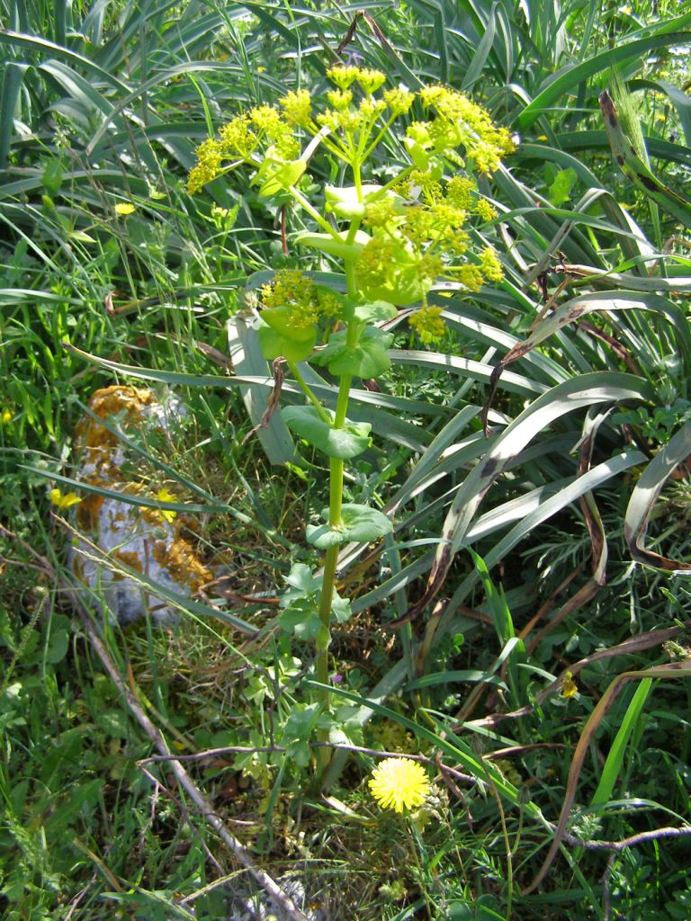 Smyrnium perfoliatum s.l.