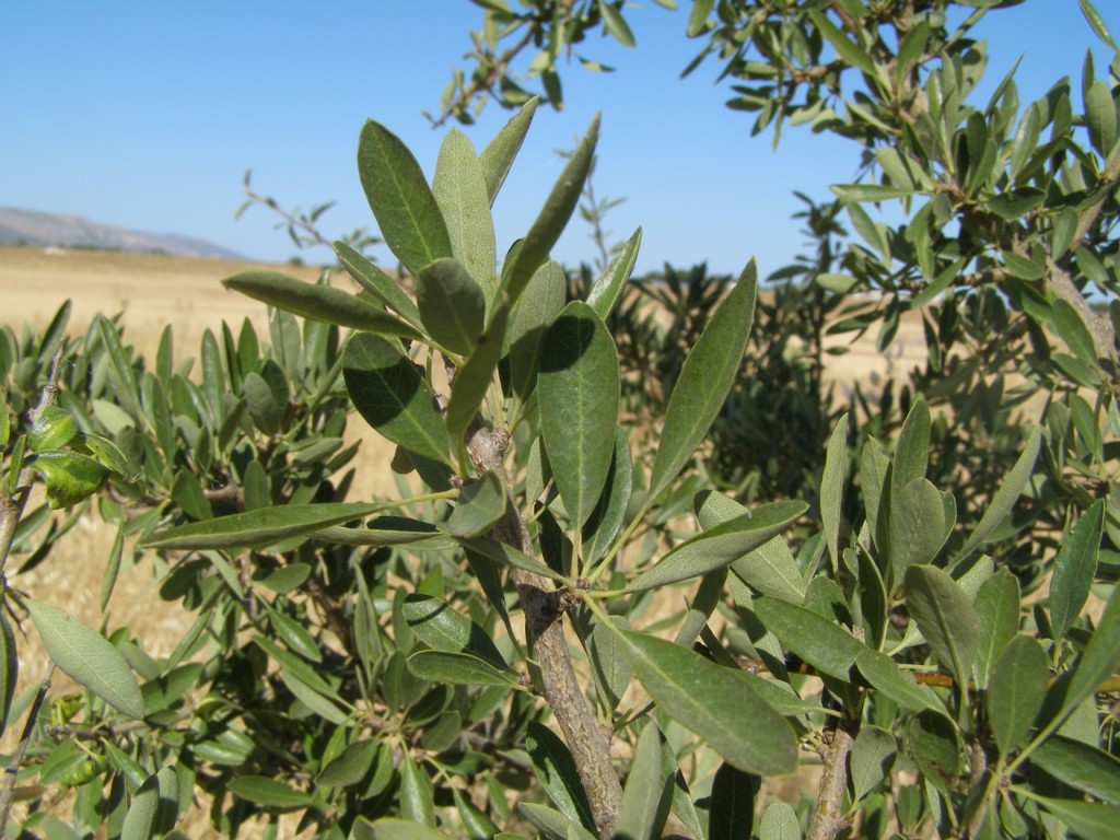 Pyrus sp.