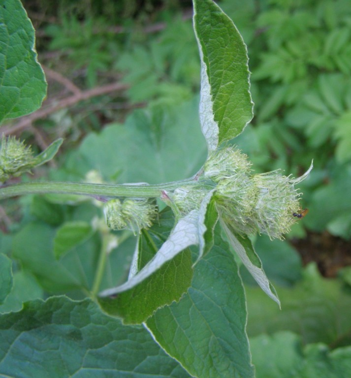 Pianta del Pollino da determinare 1 - Arctium sp.