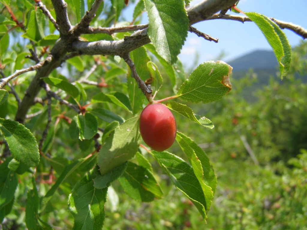 Prunus del Pollino da identificare