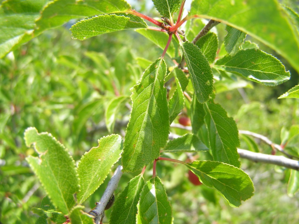 Prunus del Pollino da identificare