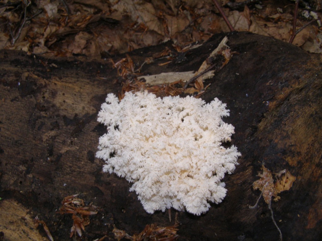 Fungo del Pollino da determinare