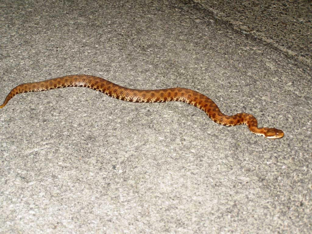 Vipera aspis hugyi
