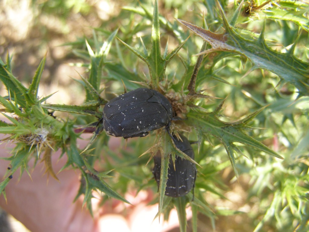 Cetonia nera? - Protaetia morio (Cetoniidae)