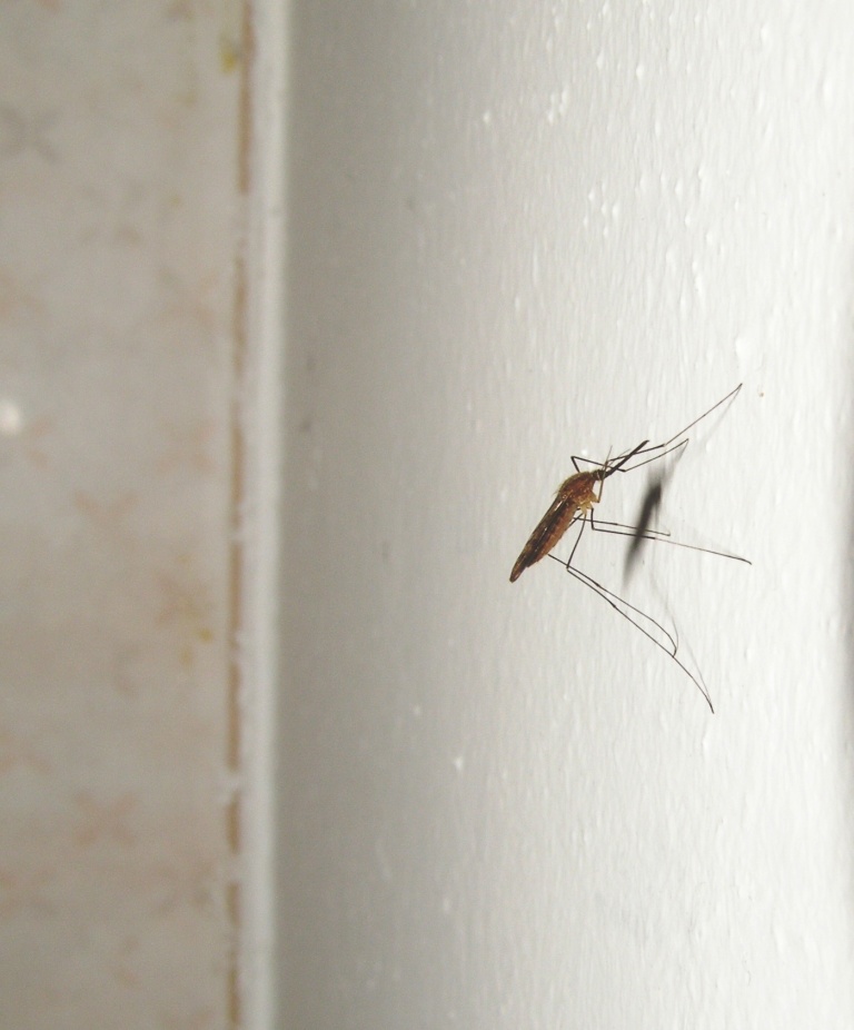 Zanzara Anopheles sp. ?  S !