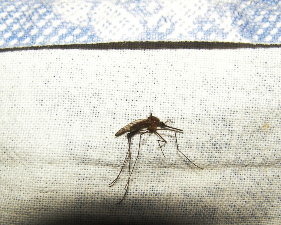 Zanzara Anopheles sp. ?  S !