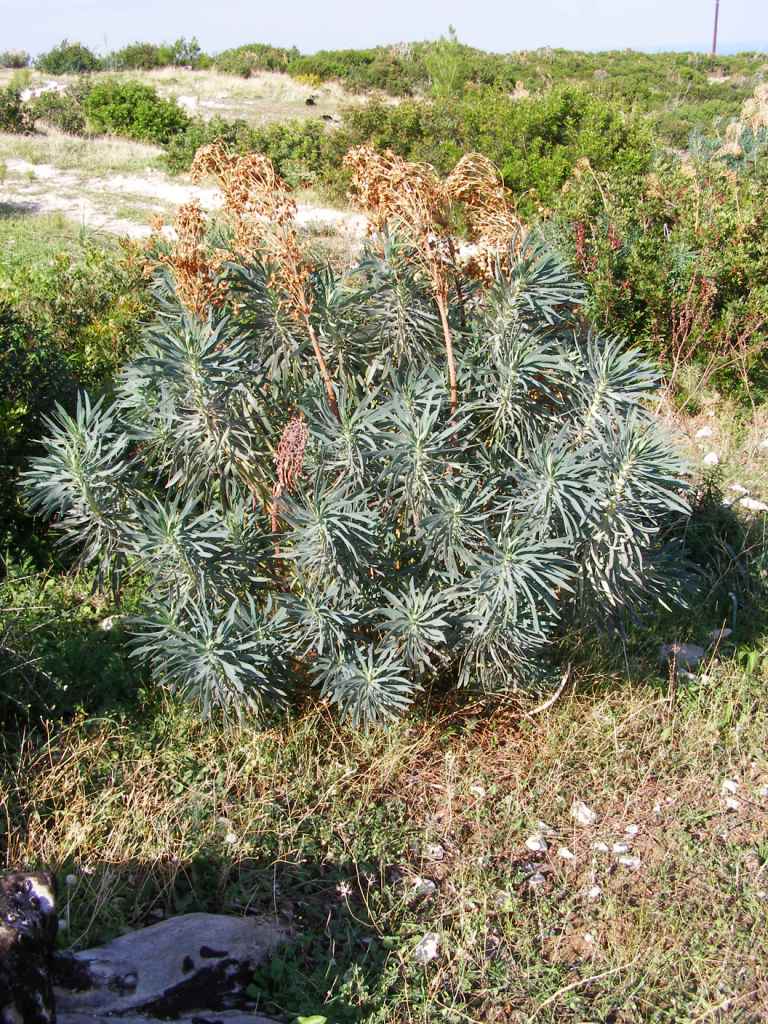 Euphorbia characias