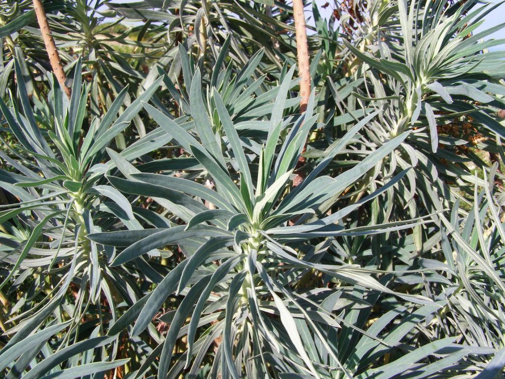 Euphorbia characias