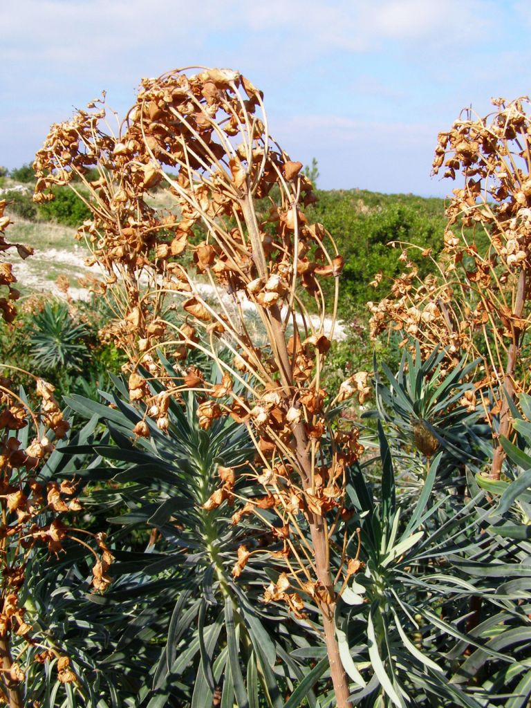 Euphorbia characias