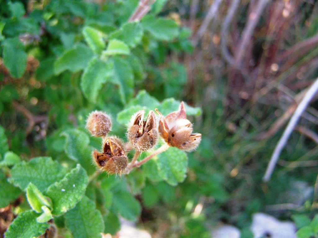 Cistus creticus s.l.