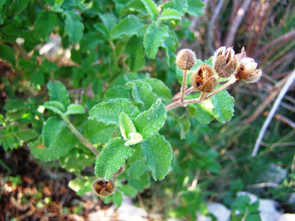 Cistus creticus s.l.