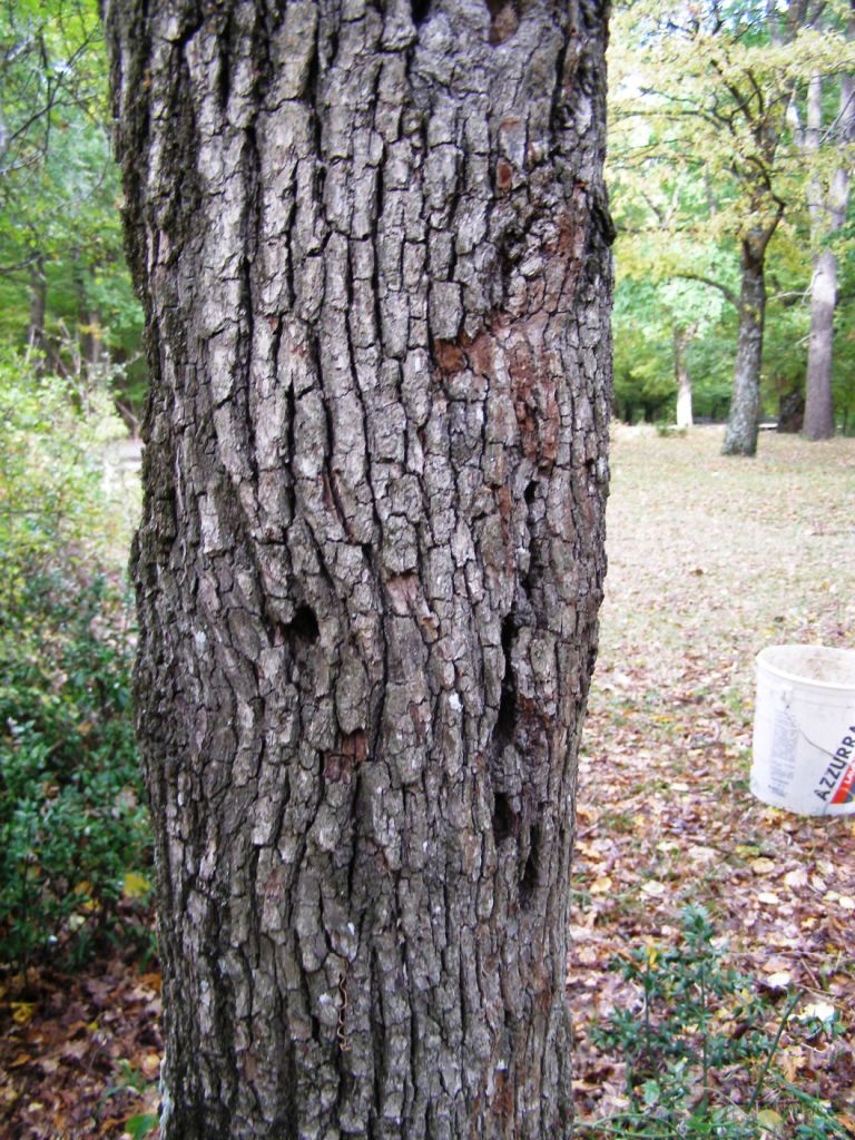 Pyrus sp.