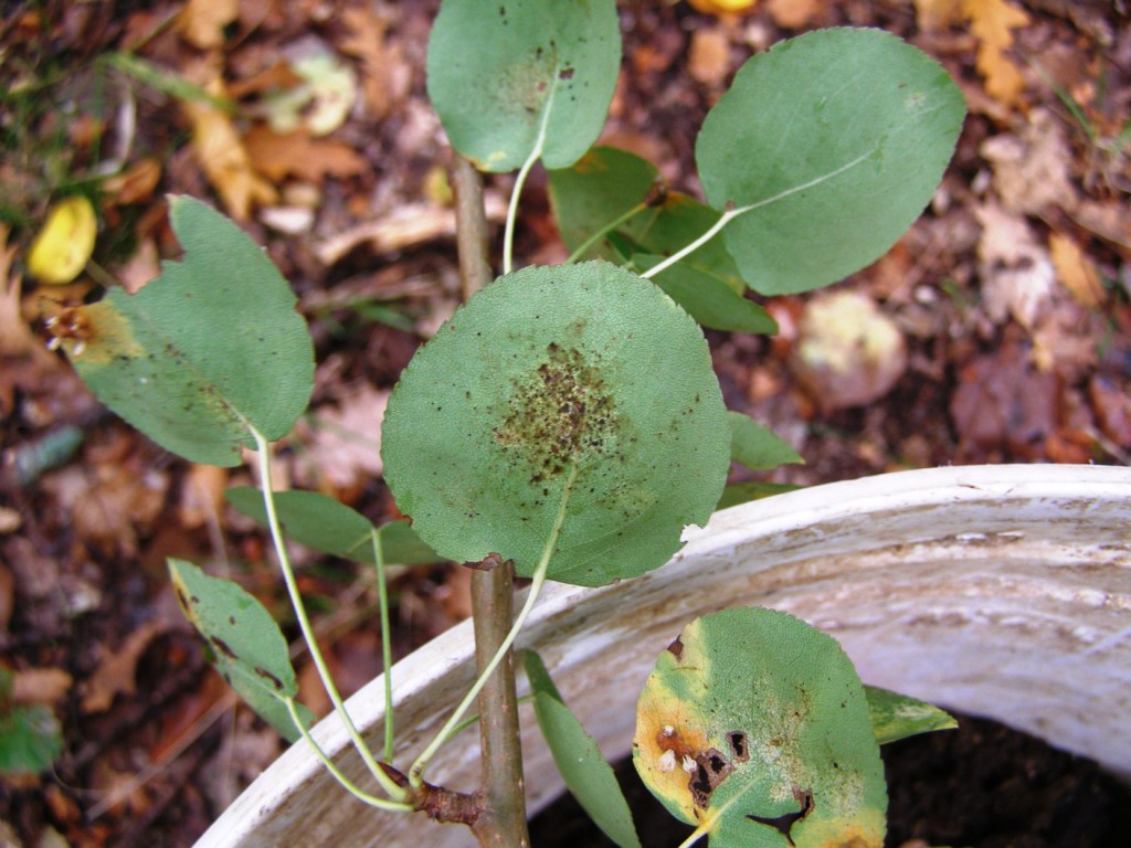 Pyrus sp.