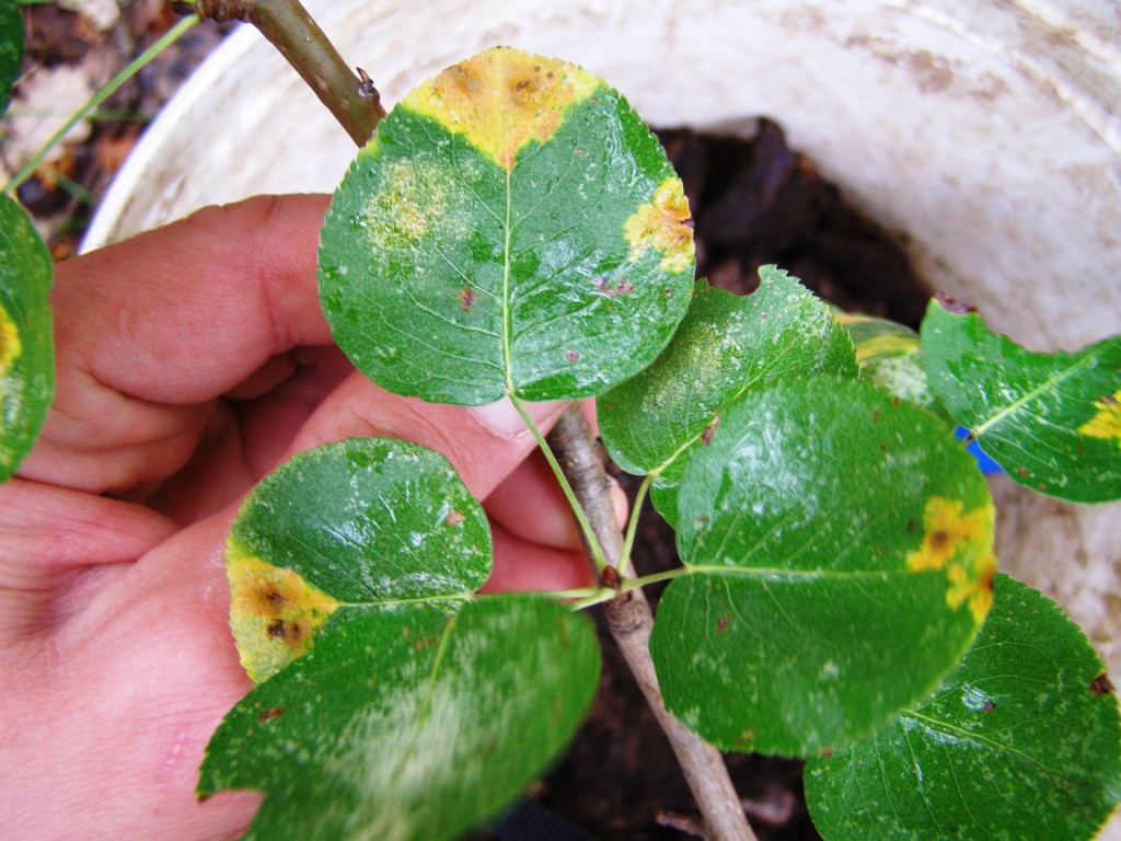 Pyrus sp.