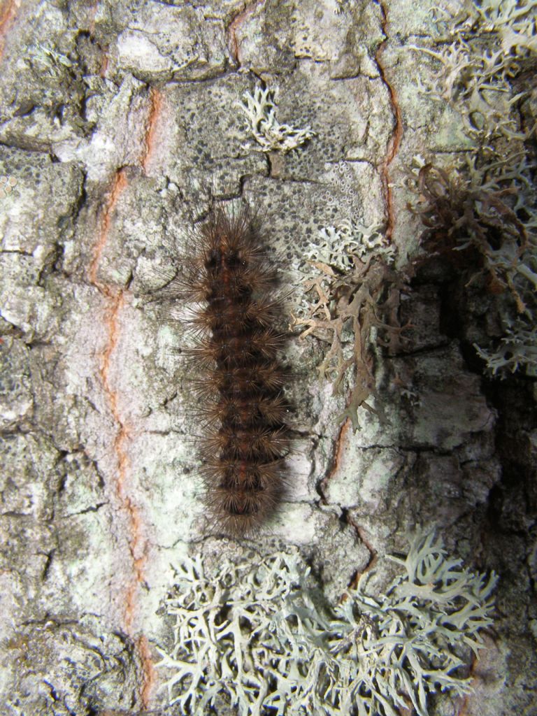 Processionaria della quercia?