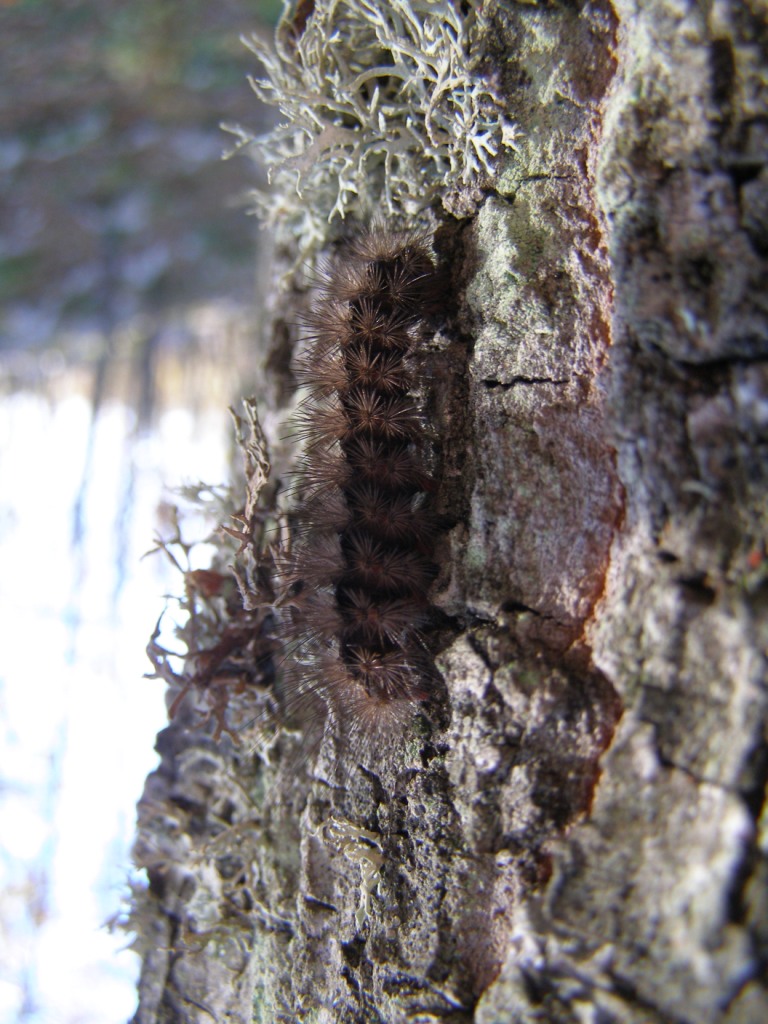 Processionaria della quercia?