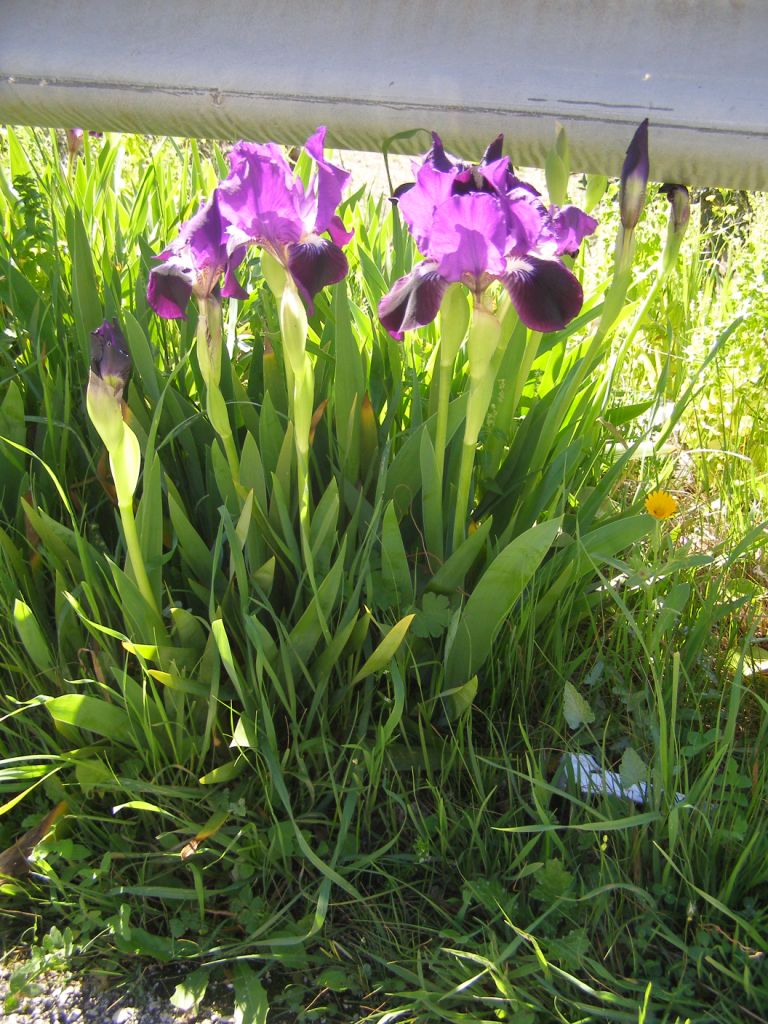 Iris germanica