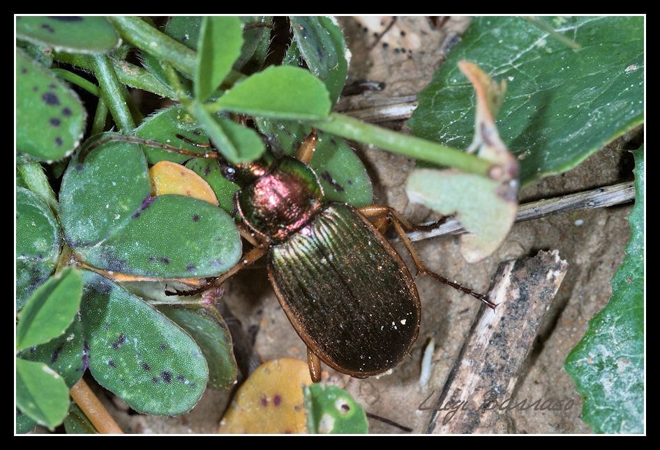Chlaenius velutinus auricollis - Marausa