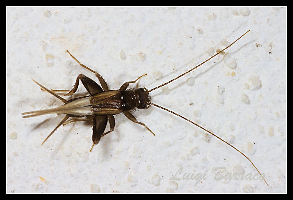 Stenonemobius gracilis ...