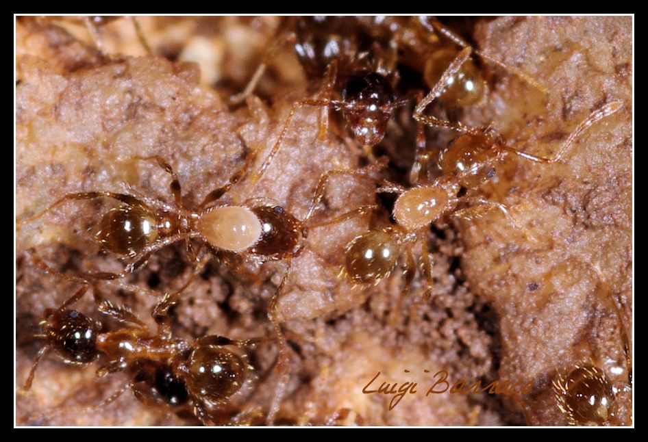 La  cavalcata dell''acaro (con formiche Pheidole)