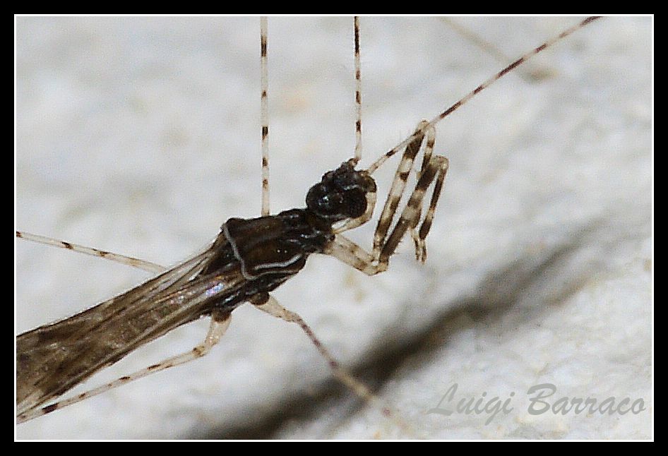 Reduviidae: Empicoris brevispinus (Puton, 1889)  della Sicilia