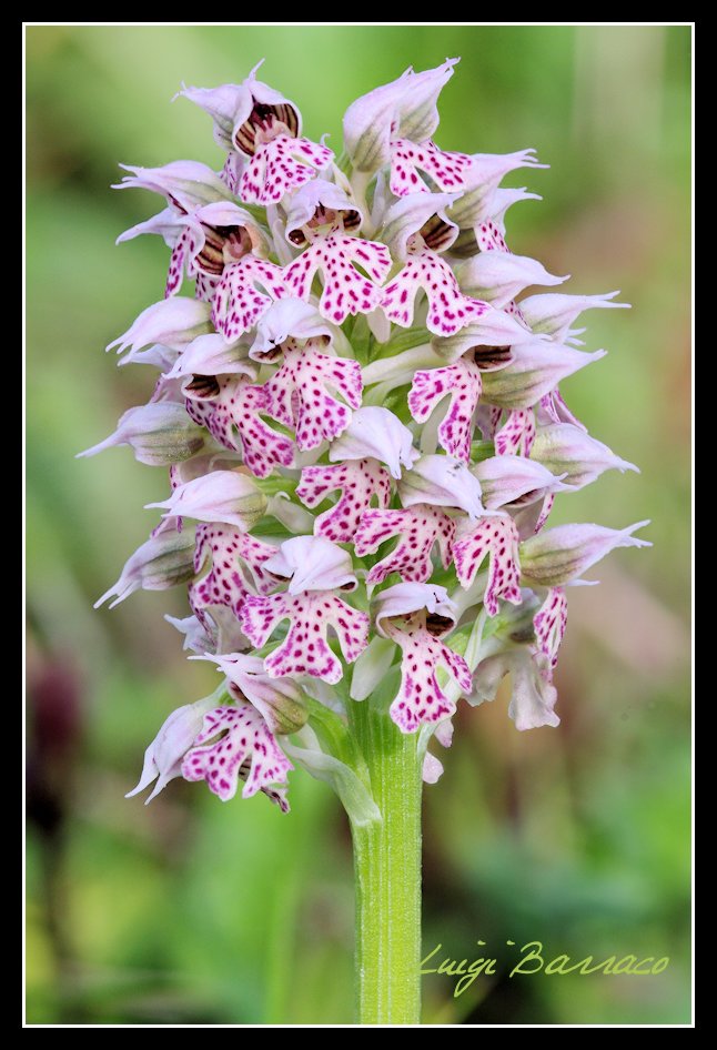 Grazie Focus stacking