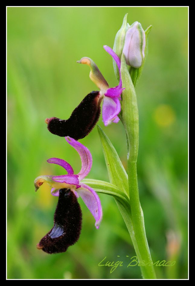 Grazie Focus stacking