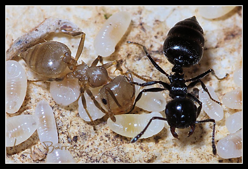 Cremastogaster ?