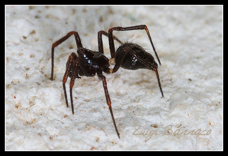 Euryopis episinoides - imitatore