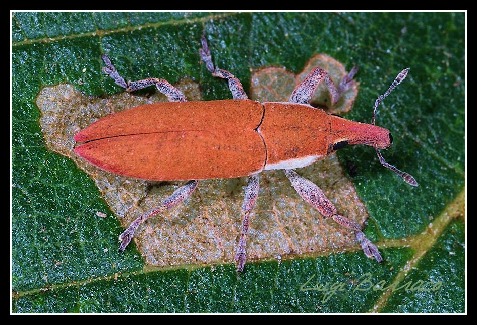 Lixus (Ortholixus) curvirostris Capiomont 1874