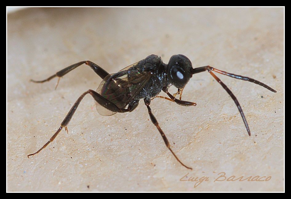 Zeuxevania splendidula, Evaniidae