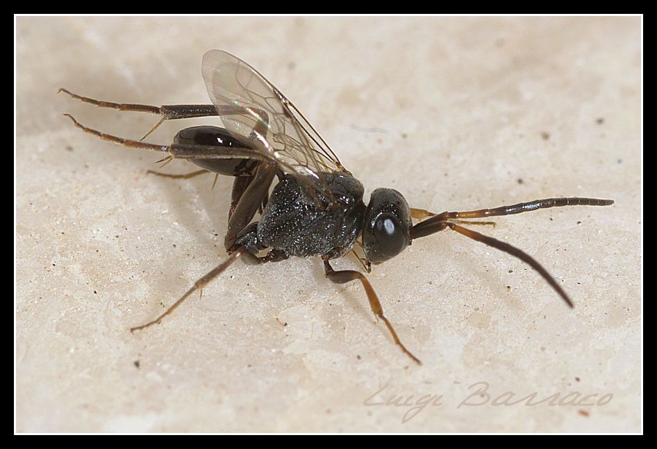 Zeuxevania splendidula, Evaniidae