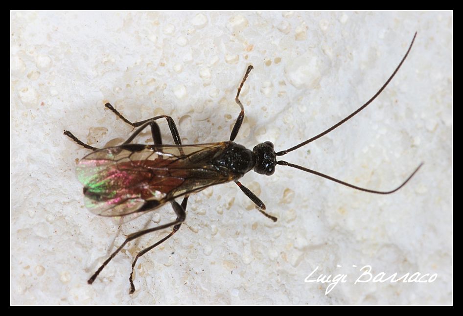 Ichneumonidae o Braconidae ?