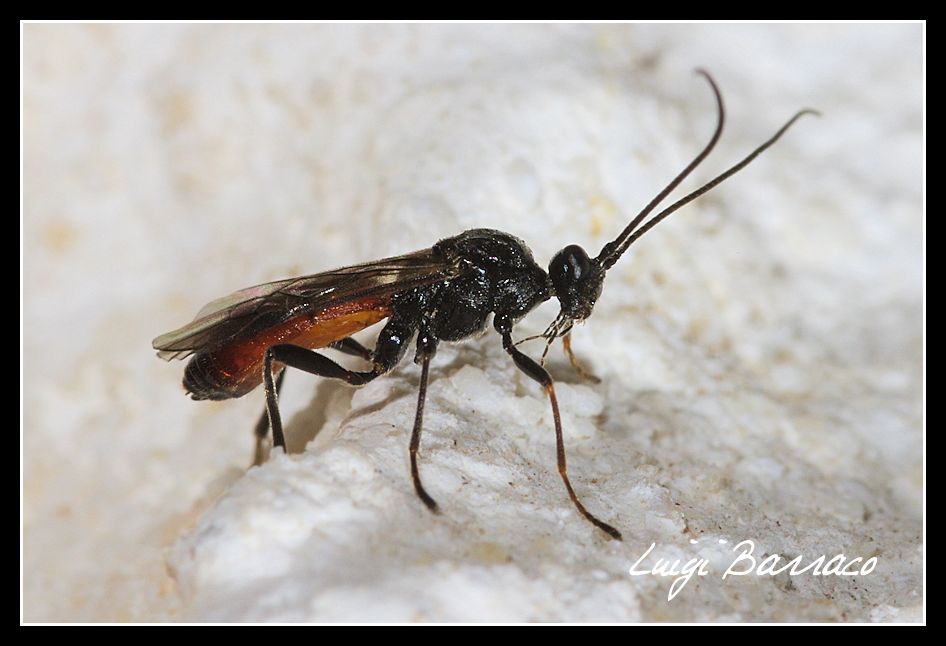 Ichneumonidae o Braconidae ?