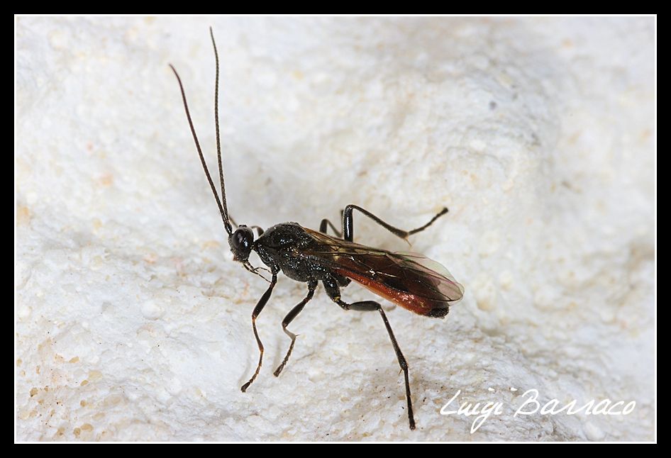 Ichneumonidae o Braconidae ?