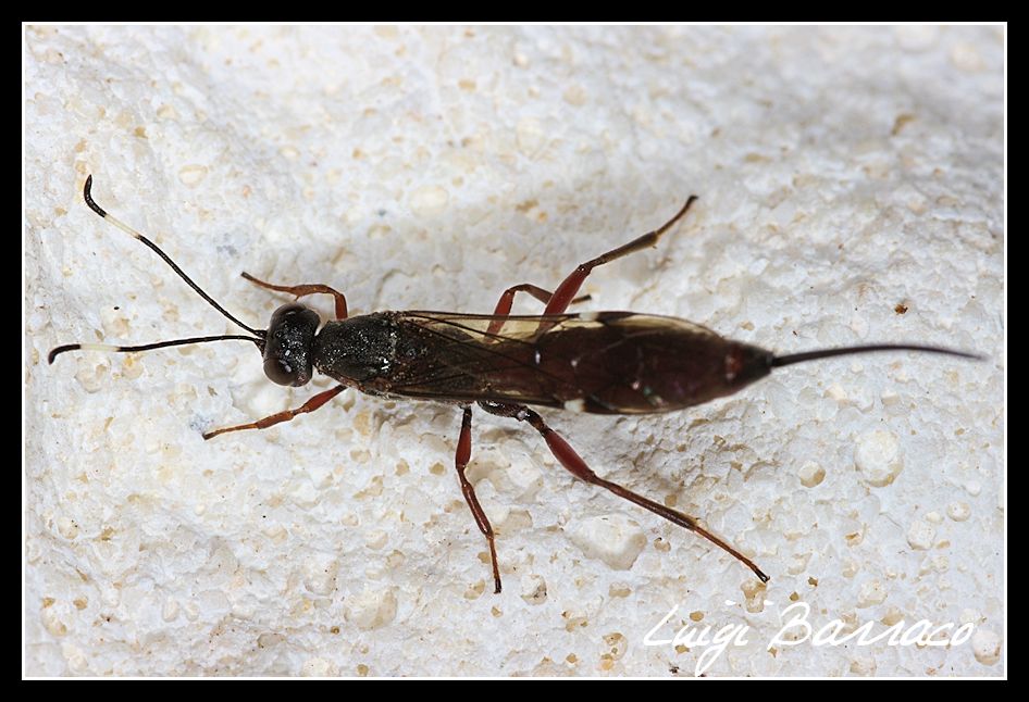 Ichneumonidae
