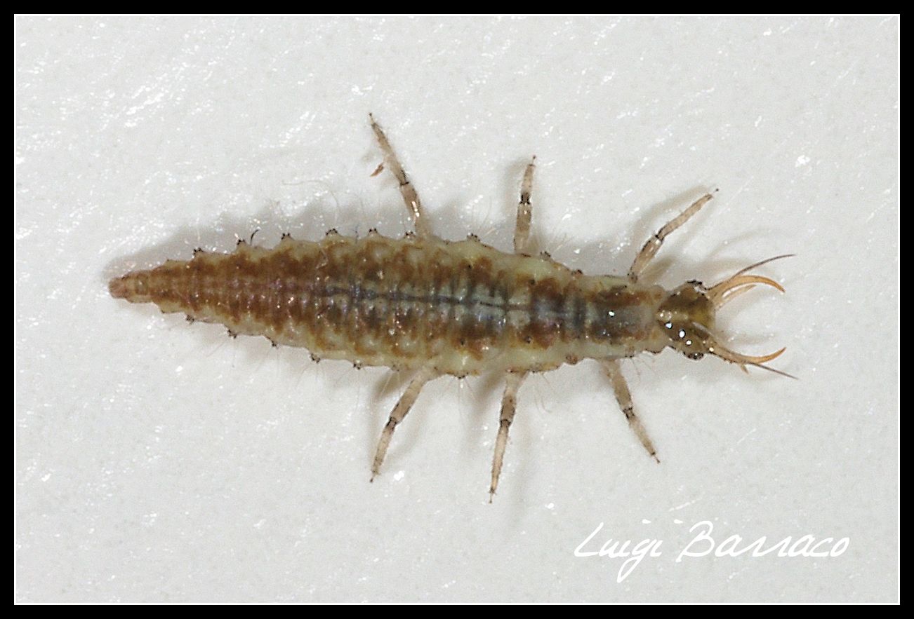Larva di Chrysoperla sp. (Chrisopidae)