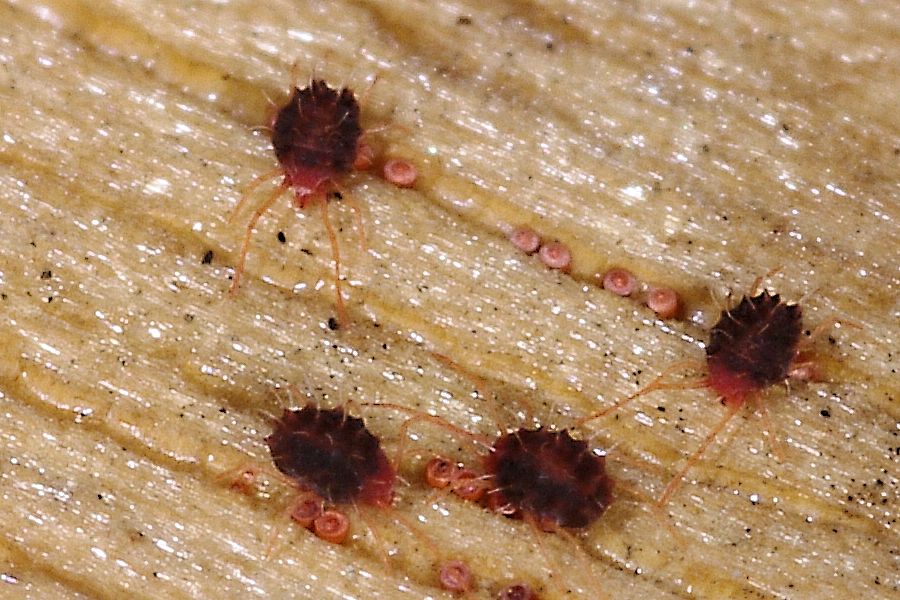 Pi piccoli non si pu: cfr Arthrodamaeus sp. (Gymnodamaeidae) - Marausa (TP)