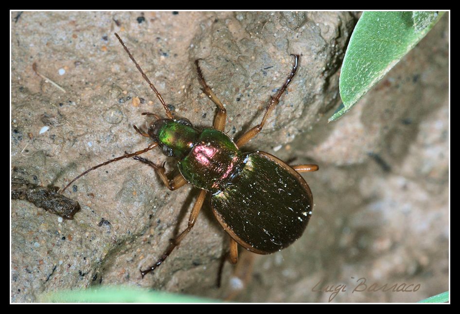 Chlaenius velutinus auricollis - Marausa