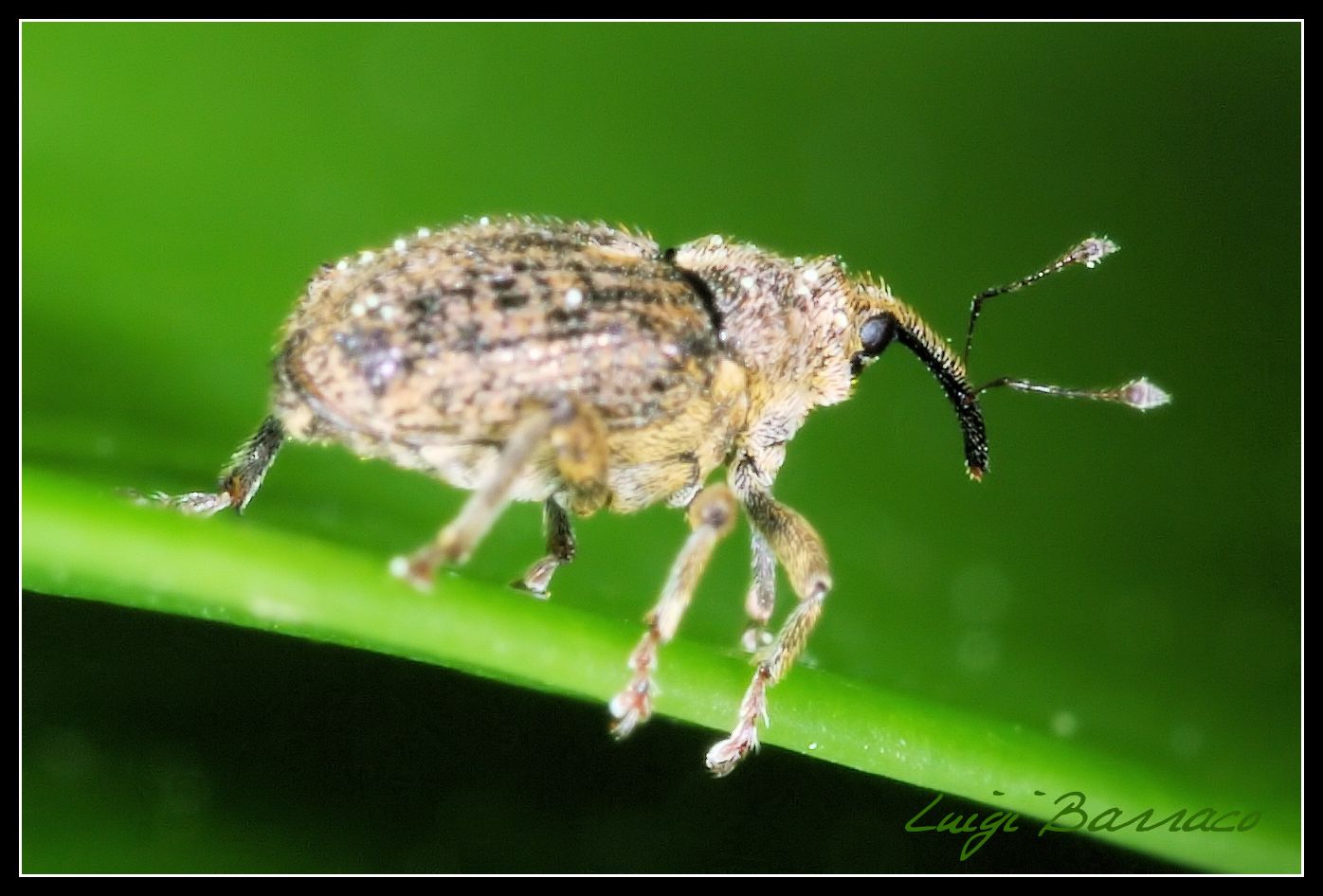 Curculionide mini - Ceutorhynchus pallidactylus?  S !