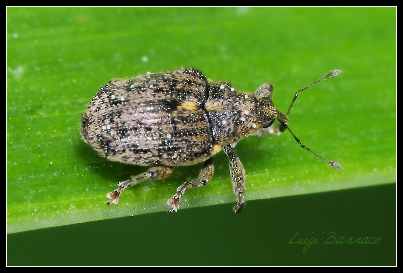 Curculionide mini - Ceutorhynchus pallidactylus?  S !